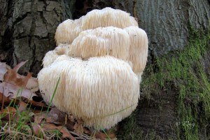 Hericium erinaceus (2) (1200 x 800)